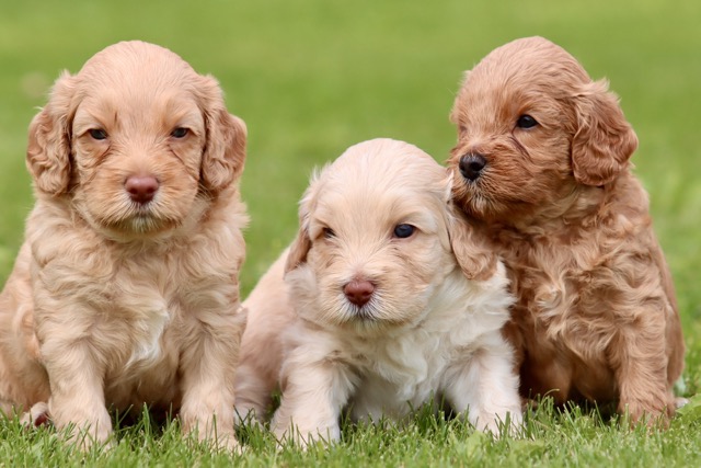 3 pups veerle normaal