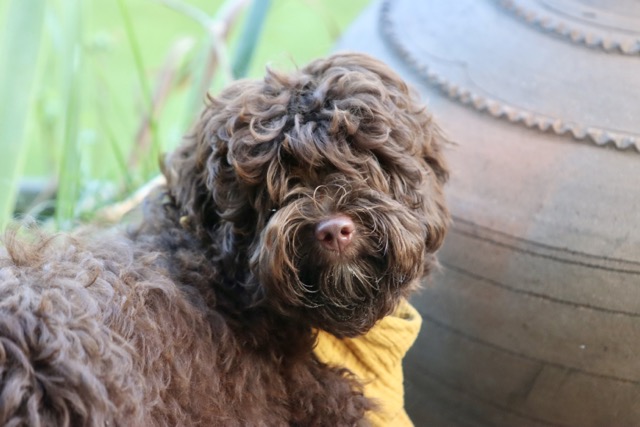 buddy normaal