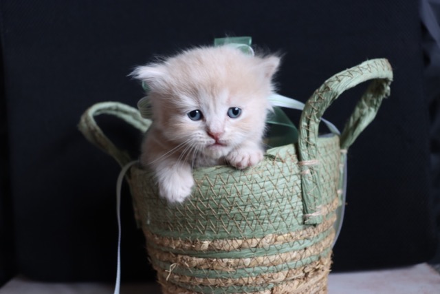 kitten in mand normaal