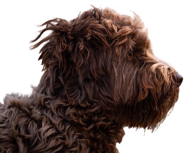 twins birth announcement photo collage 1