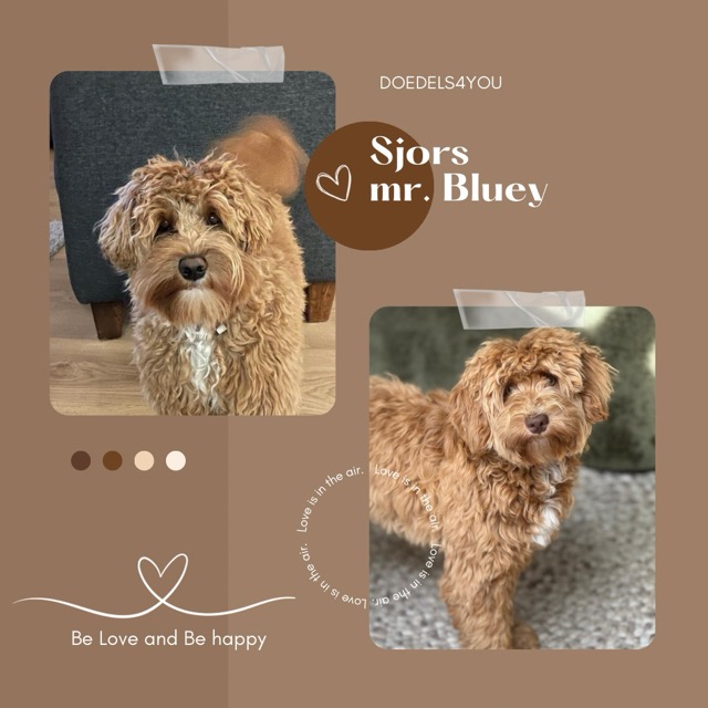 sjors bluey normaal