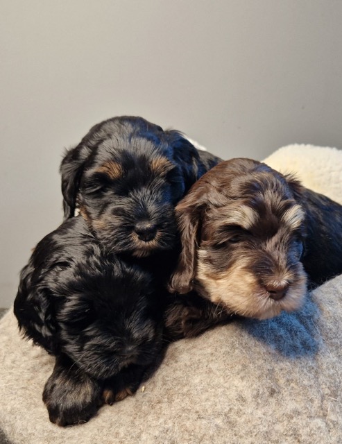 uiterlijke kenmerken cc pups normaal